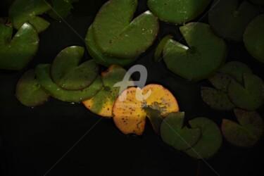Photographie intitulée "Orange botanique" par Virginie Dartois, Œuvre d'art originale, Photographie numérique