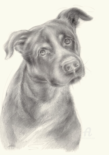 Tekening getiteld "Zeus 2, dog portrait" door Adriana Mueller, Origineel Kunstwerk, Potlood