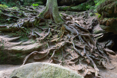 摄影 标题为“Tree root in a roma…” 由Adriana Mueller, 原创艺术品, 数码摄影