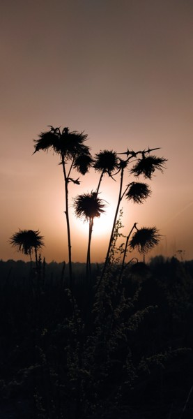 Фотография под названием "Thistle at sunset" - Valeriy Suetin, Подлинное произведение искусства, Цифровая фотография