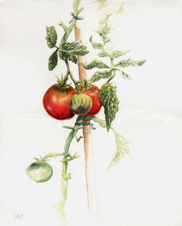 Painting titled "tomatoes-1.jpg" by Robert Décurey, Original Artwork, Watercolor