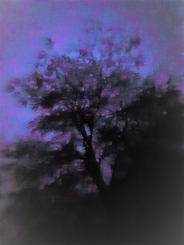 Photography titled "Baum 7" by Stephan Rodriguez Warnemünde, Original Artwork, Digital Photography