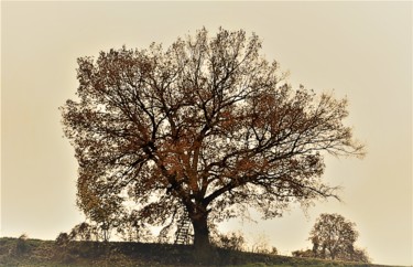 Photography titled "Baum 9" by Stephan Rodriguez Warnemünde, Original Artwork, Digital Photography