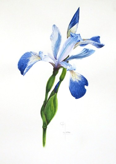 Peinture intitulée "Iris des marais" par Christophe Moreau, Œuvre d'art originale, Aquarelle