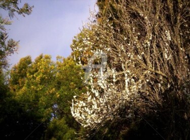 Photography titled "OLD APPLE BLOSSOM G…" by Redreamer, Original Artwork