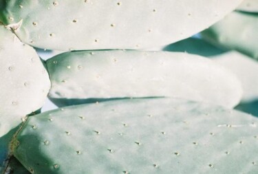 Fotografie mit dem Titel "Cactus" von William Menzel, Original-Kunstwerk