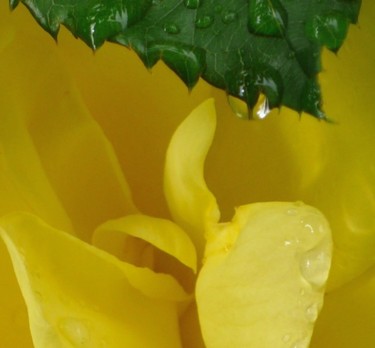 Photographie intitulée "goutte jaune" par Wolf Thiele, Œuvre d'art originale, Photographie non manipulée