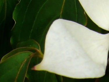 Photographie intitulée "Tendre fleure blanc…" par Wolf Thiele, Œuvre d'art originale, Photographie non manipulée