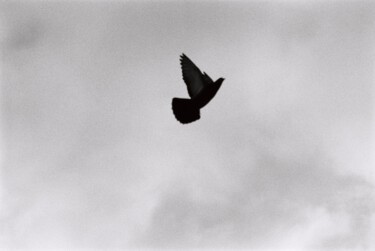 Fotografie mit dem Titel "Pigeon fly" von Yarolav Pavlov, Original-Kunstwerk, Analog Fotografie