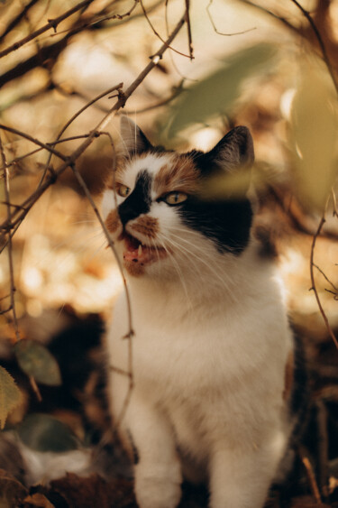 Photography titled "Cat happiness" by Liza Glagoleva, Original Artwork, Digital Photography
