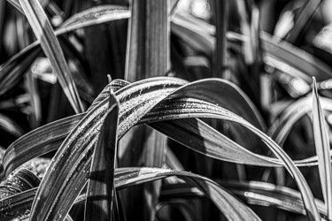 Photographie intitulée "Pure nature" par Jesusky, Œuvre d'art originale, Photographie numérique