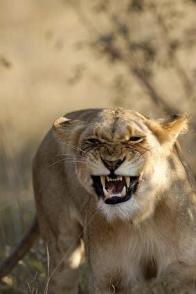 Fotografie getiteld "lionne" door Yves Carpentier, Origineel Kunstwerk