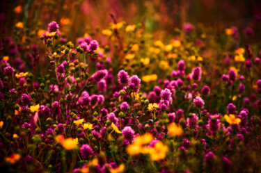 Фотография под названием "A Meadow of Pink Ab…" - Zbigniew Kubasiak, Подлинное произведение искусства, Цифровая фотография