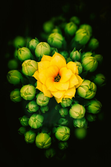 「黄色长寿花」というタイトルの写真撮影 斋 一刀によって, オリジナルのアートワーク, デジタル