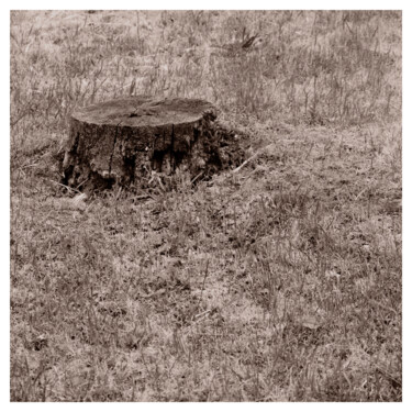 Fotografie getiteld "Stump and Stubble" door Zheka Khalétsky, Origineel Kunstwerk, Niet gemanipuleerde fotografie