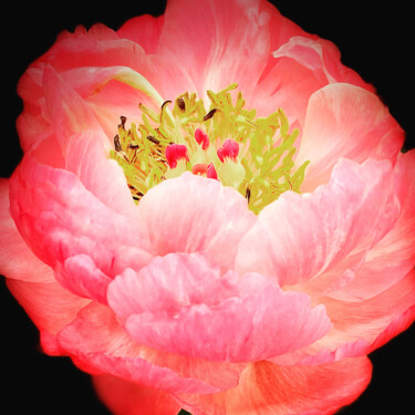 Fotografia intitolato "Peony Floral" da Zita Barbara Sanders, Opera d'arte originale, Fotografia digitale