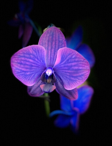 Photographie intitulée "Purple Orchid" par Zita Barbara Sanders, Œuvre d'art originale, Photographie numérique