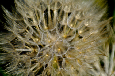 Fotografia zatytułowany „Dandelion 3” autorstwa Zoran Sojic, Oryginalna praca