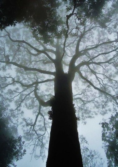 Photography titled "Wise tree.jpg" by Zoriana Rypan, Original Artwork