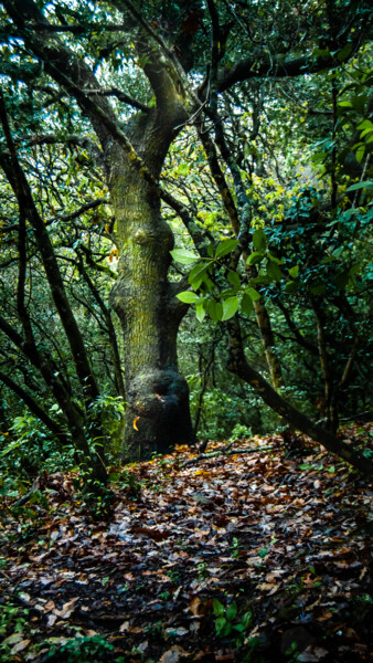 Fotografia intitolato "Forest" da Zouhair Ibergaz, Opera d'arte originale, Fotografia non manipolata