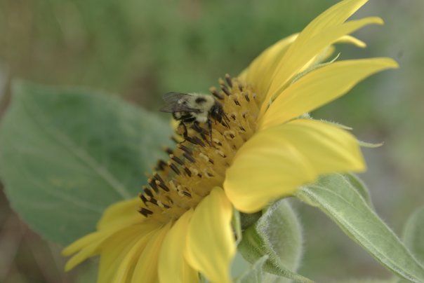 摄影 标题为“- Bee On Sun Flower…” 由Anita Baker, 原创艺术品