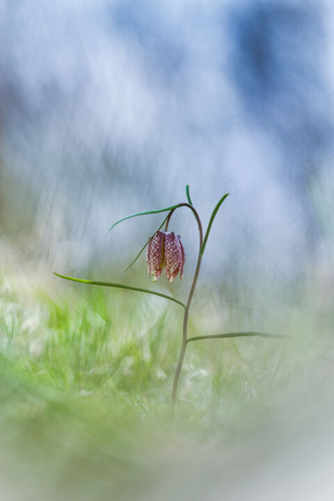 Photography titled "Fritillaire Pintade…" by Alain Rappeneau, Original Artwork, Analog photography