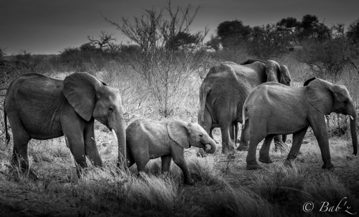 Elephant Family Photography By Babz Artmajeur