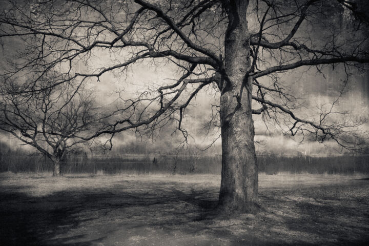 Photographie intitulée "Tree of Life" par Alexander Ov-Lebedev, Œuvre d'art originale, Photographie numérique