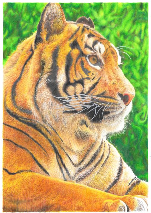 Disegno intitolato "Tigre de Bengala" da Alexis Arte, Opera d'arte originale, Matita