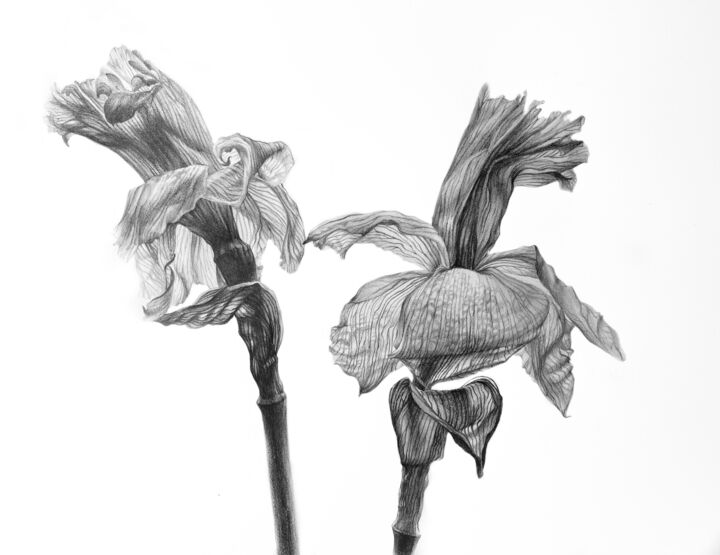 Dibujo titulada "Daffodils (30x40 cm…" por Alisa Diakova, Obra de arte original, Lápiz