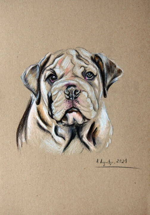 Drawing titled "Bulldog" by Amelia Urszula Augustyn, Original Artwork, Pencil