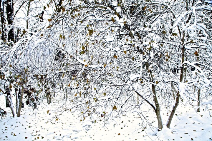 Photographie intitulée "Garden Wild, XIII" par Andre Baranowski, Œuvre d'art originale, Photographie numérique