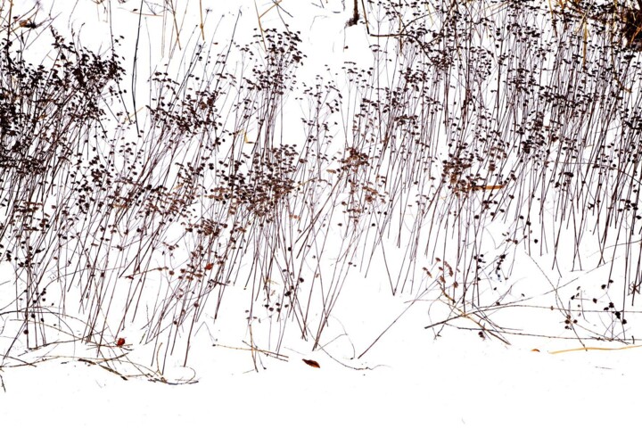 Fotografia intitulada "Garden Wild, XV" por Andre Baranowski, Obras de arte originais, Fotografia digital