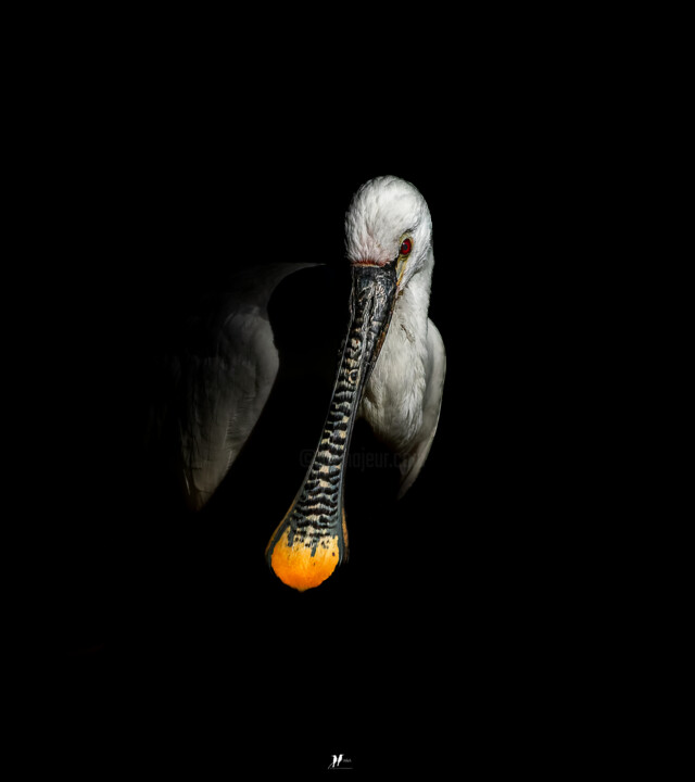 Photographie intitulée "Spatule Blanche" par Angèle Marani, Œuvre d'art originale, Photographie numérique