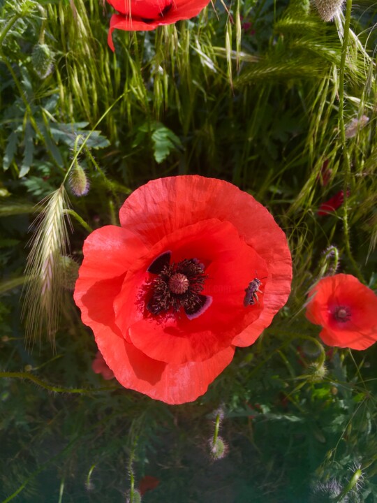 Photography titled "Poppy Tenderness" by Ani Qrasel, Original Artwork, Digital Photography