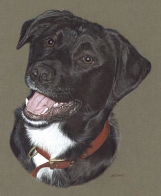 Rysunek zatytułowany „Black Labrador” autorstwa Andrea Reynolds, Oryginalna praca