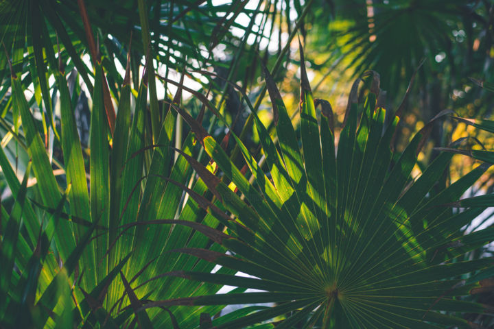 "Palm Breeze III" başlıklı Fotoğraf Annie Poissant tarafından, Orijinal sanat, Dijital Fotoğrafçılık
