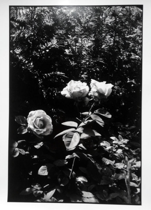 Photographie intitulée "Rose" par Antoine Marelle, Œuvre d'art originale, Photographie argentique