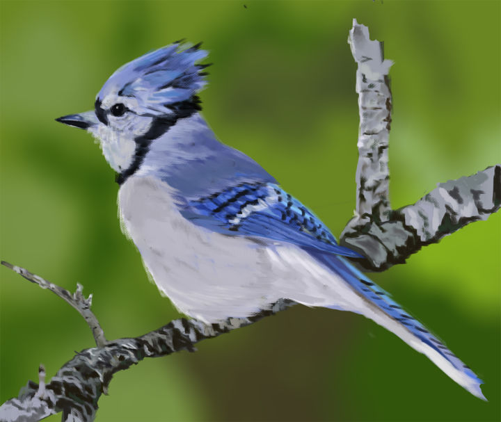 "Blue jay" başlıklı Dijital Sanat Antwyon Simpson tarafından, Orijinal sanat, 2D Dijital Çalışma