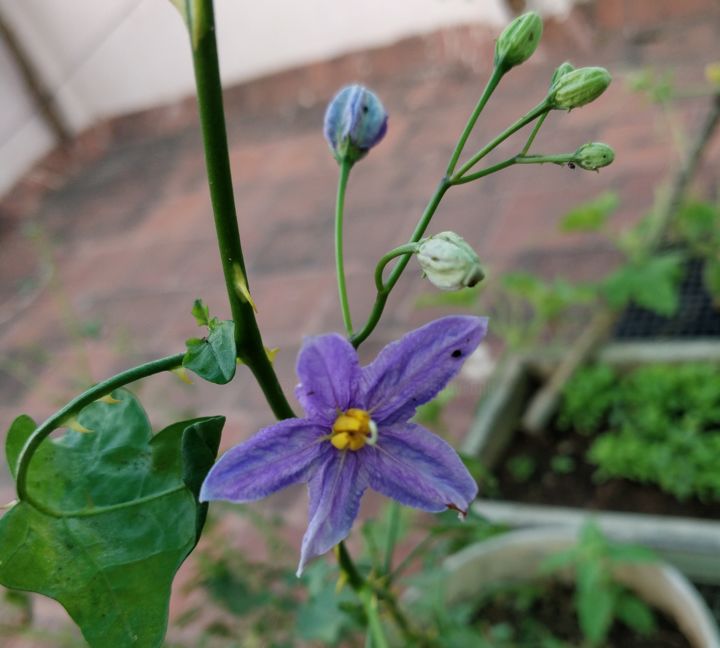 Фотография под названием "Purple" - Ak, Подлинное произведение искусства, Цифровая фотография