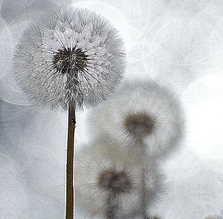 Photographie intitulée "pissenlits" par Aquartistiq, Œuvre d'art originale, Photographie numérique