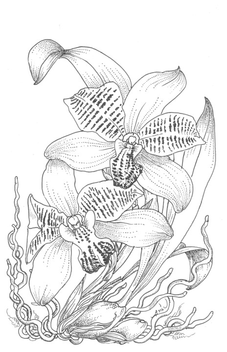 Dibujo titulada "an orchid colax jug…" por Ariel Valencia Navarro, Obra de arte original, Tinta