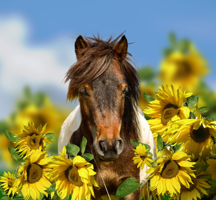 "Pony animal portrai…" başlıklı Fotoğraf Arija Paikule tarafından, Orijinal sanat, Fotoşoplu fotoğrafçılık