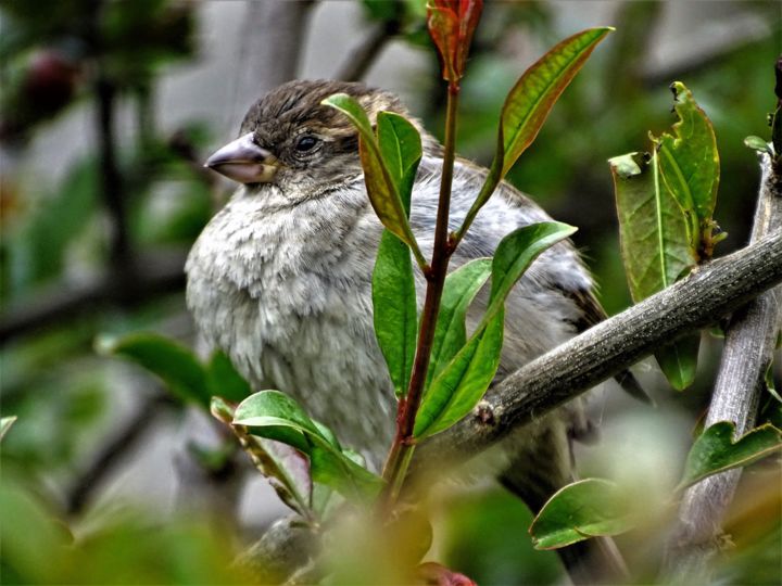 「Moineau posé sur un…」というタイトルの写真撮影 Artcouleur Sによって, オリジナルのアートワーク, デジタル