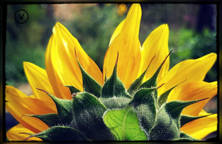 Fotografie getiteld "Sunflowers" door Verònica Glez Torres, Origineel Kunstwerk, Digitale fotografie