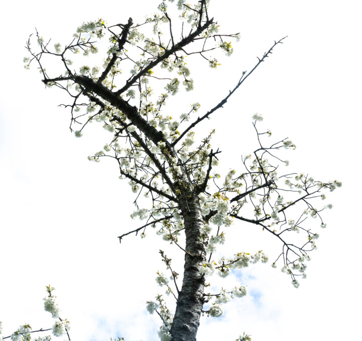 Fotografía titulada "Très vieux cerisier" por Aurélien Comte, Obra de arte original, Fotografía digital
