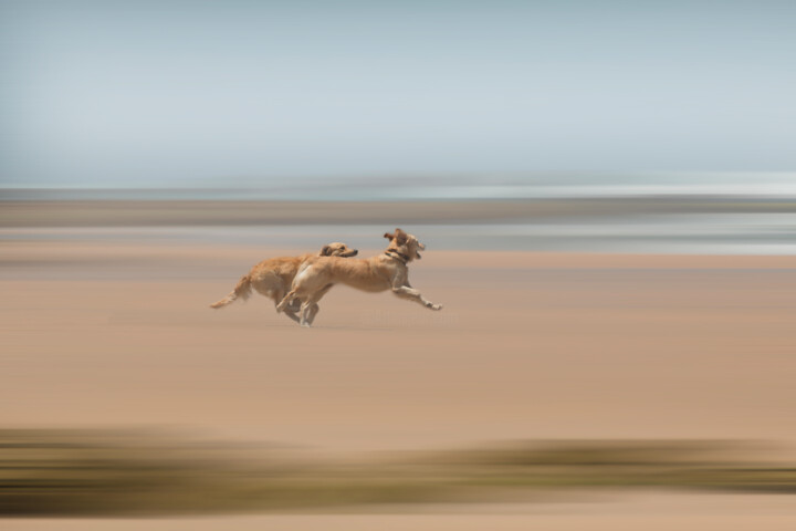 Fotografie getiteld "Flying dogs" door Bart Debo, Origineel Kunstwerk, Digitale fotografie