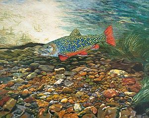 Grafika cyfrowa / sztuka generowana cyfrowo zatytułowany „Brook Trout Art Fis…” autorstwa Fine Art Prints Fish Flowers Basle…