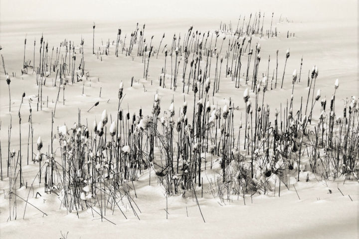 Fotografía titulada "Cattail Grove" por Bavosi Photoart, Obra de arte original, Fotografía digital