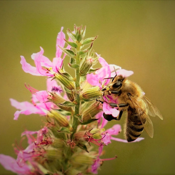 Fotografia intitolato "Honey Bee" da Bavosi Photoart, Opera d'arte originale, Fotografia digitale